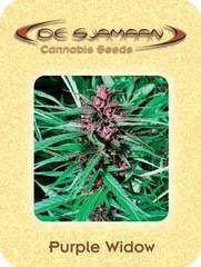 Purple Widow marijuana seeds