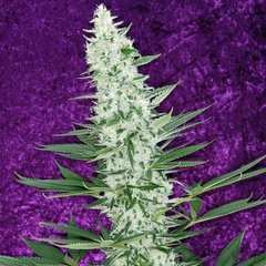 Qleaner marijuana seed