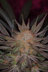 Quick Mist Diesel seeds