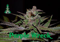 Purple Wreck