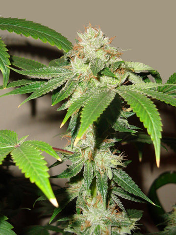 Raspberry kush marijuana seeds