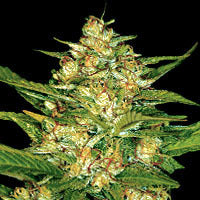 Raw Diesel marijuana seed