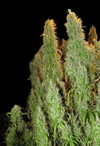 Red Beard marijuana seeds
