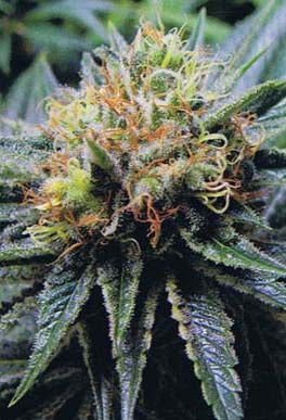 Bubblelicious marijuana seeds