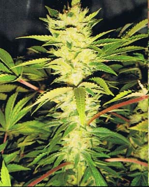 Cannatonic marijuana seed