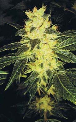 Sour P. marijuana seeds