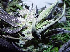 Rock bud marijuana single seeds