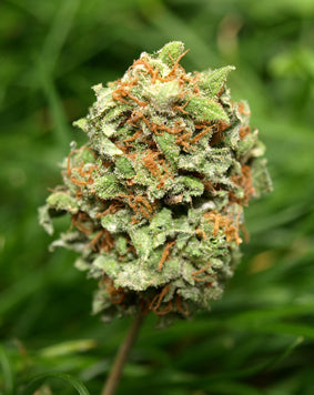 Rocky mountain marijuana seeds
