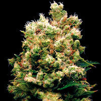 Royal Kush cannabis seed