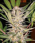 Sweet Seeds Female Afghani Delicious
