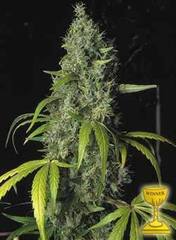 SAGE TH cannabis seeds