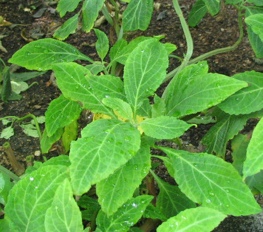 Salvia extract 10X 2 grams
