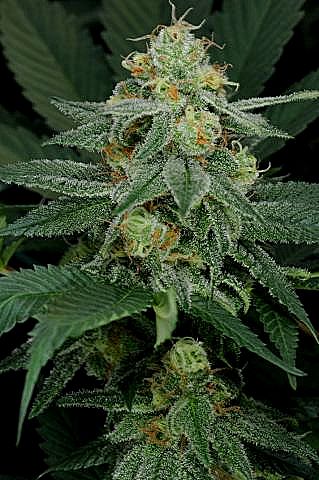 Extrema marijuana seeds