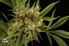 Arizona marijuana strain