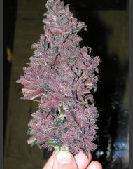 blackberry marijuana seeds