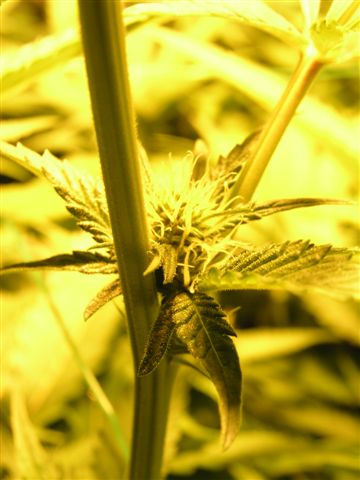 cannabis sativa slang marijuana seeds