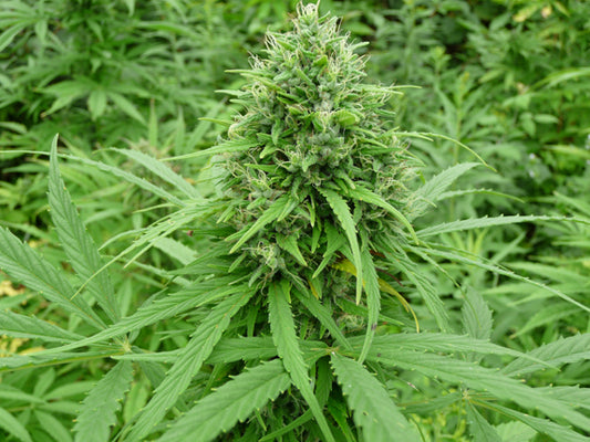 Orginal Green cannabis seeds