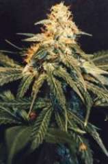 Shivas Joy marijuana seeds