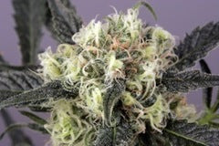 Snowbud marijuana seeds