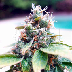 Snowcap romulan marijuana seeds
