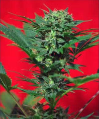Speed Devil Automatic seeds