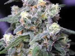 Stormberry marijuana seeds