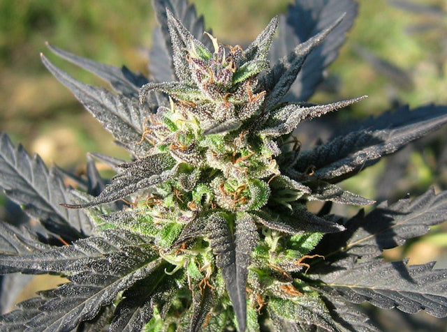 sugarwarp marijuana seeds