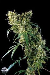 Super Silver marijuana seeds