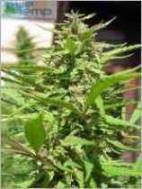 Darkvader marijuana seeds