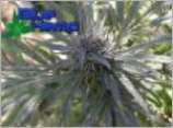 Dark Kush marijuana seeds