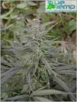 Pakistani marijuana seeds
