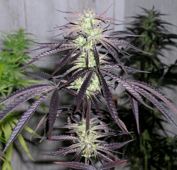 haze marijuana seeds