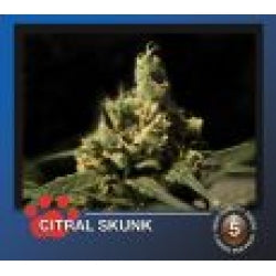 Bulldog Citral Skunk Feminised Cannabis Seeds