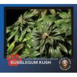 Bulldog Bubblegum Kush Feminised seeds