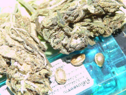 Golden Triangle marijuana seeds
