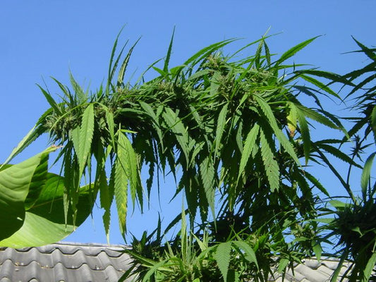 Highland Thai marijuana seeds