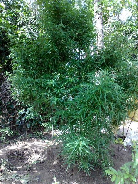Kerala marijuana seeds