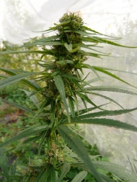 Congo pointe noire marijuana seeds