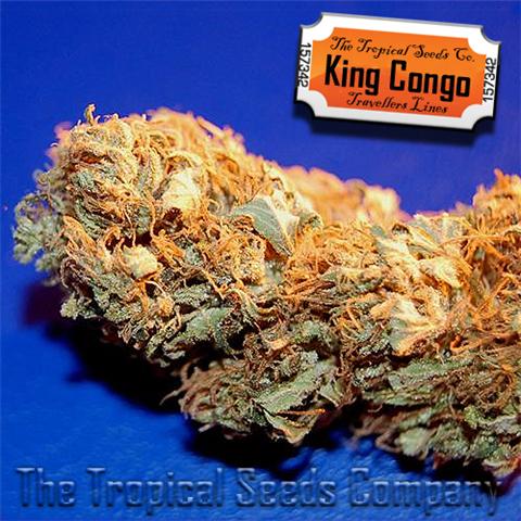 King Congo marijuana seeds