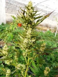 nepal highland marijuana seeds