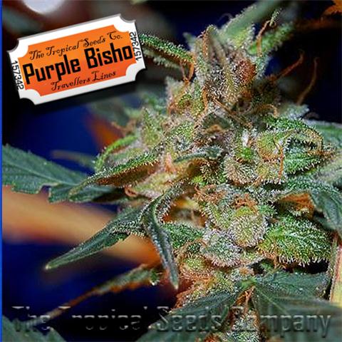purple bisho marijuana seeds
