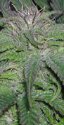 UBC Chemo marijuana seeds