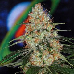 Vortex marijuana single seed