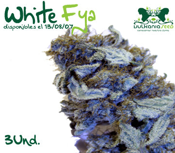 White Fya marijuana seeds