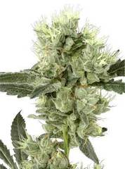 White haze single marijuana seed