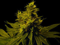 White Light marijuana single seed