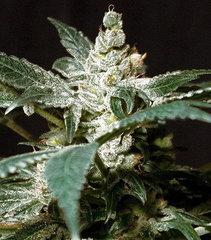 Wild Rose marijuana single seed