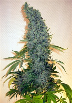Blue Tops marijuana seeds