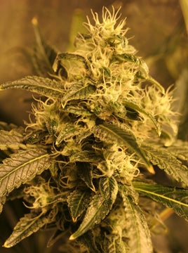 Dansk Diesel marijuana seeds