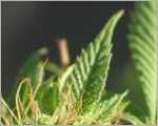 Libanon 30 marijuana seeds